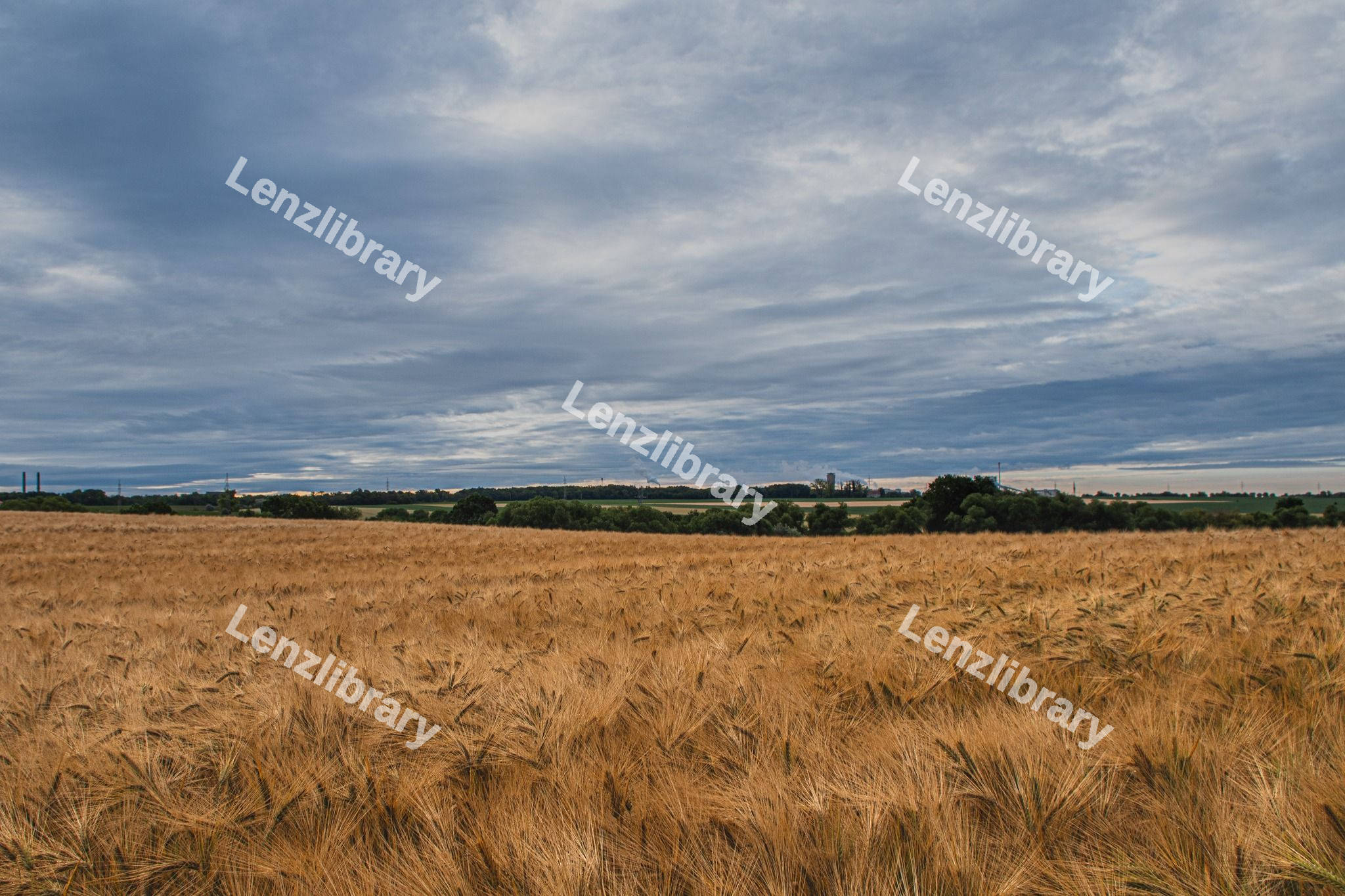 Wheat field
